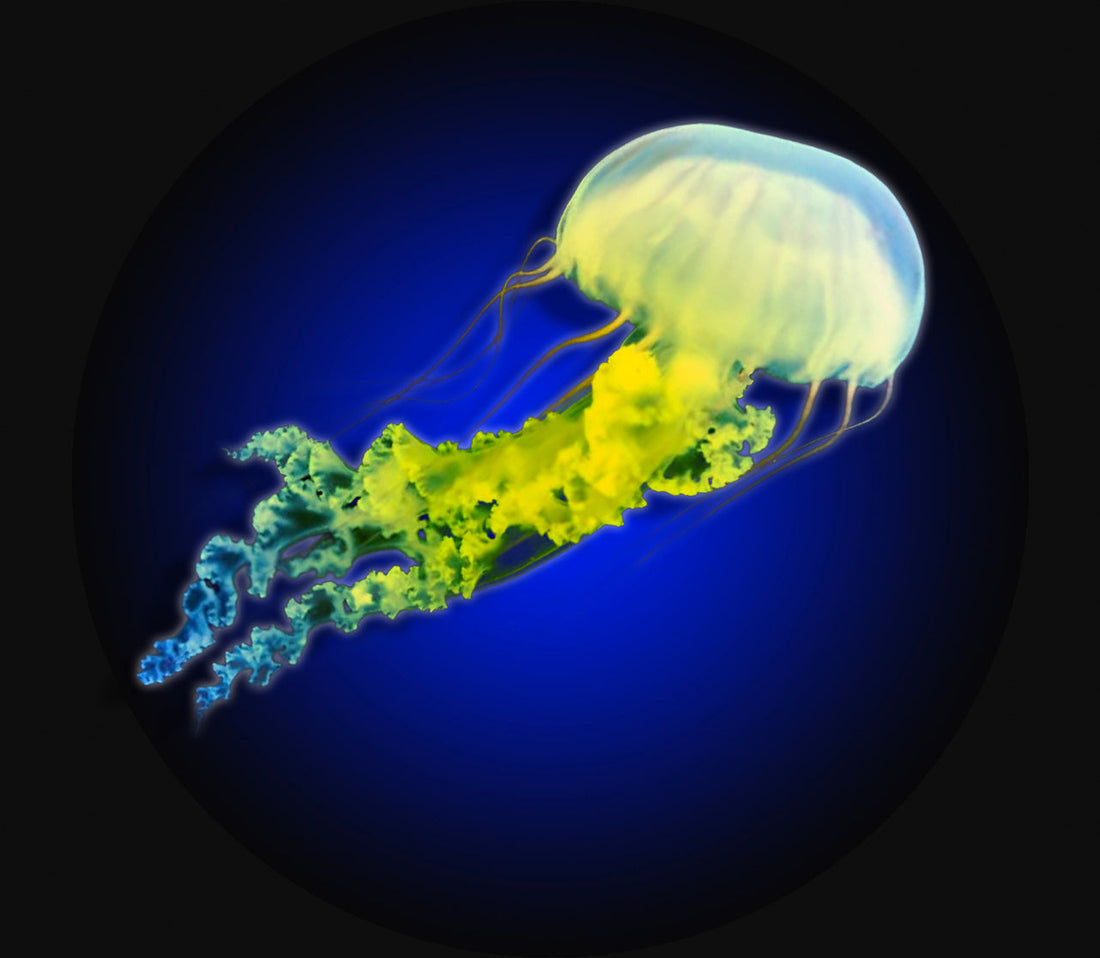 The Spineless Jellyfish: Nature's Most Unlikely Symbol of Resilience - WaterDragon Apparel