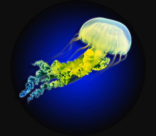 The Spineless Jellyfish: Nature's Most Unlikely Symbol of Resilience - WaterDragon Apparel